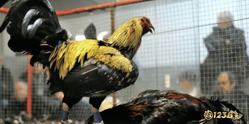 Các bước để đặt cược một cách hiệu quả